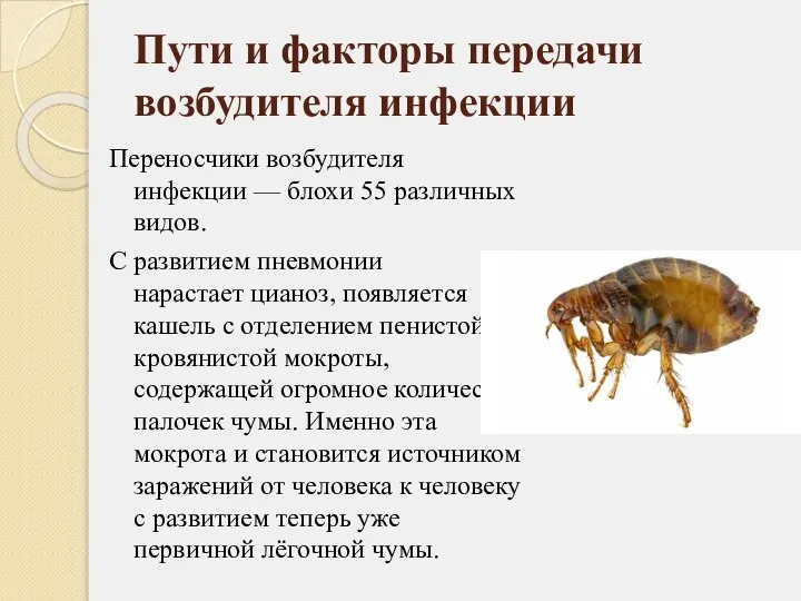 Пути и факторы передачи возбудителя инфекции Переносчики возбудителя инфекции — блохи 55