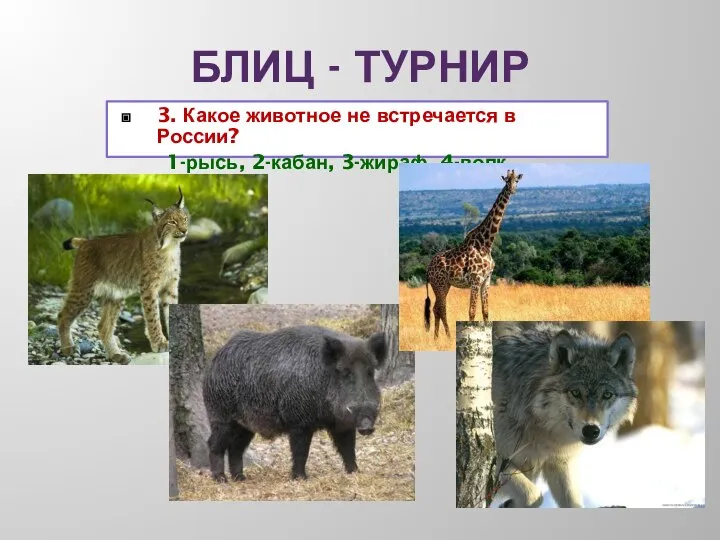 БЛИЦ - ТУРНИР 3. Какое животное не встречается в России? 1-рысь, 2-кабан, 3-жираф, 4-волк