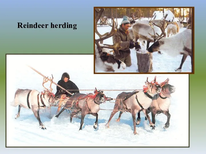 Reindeer herding