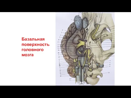 Базальная поверхность головного мозга