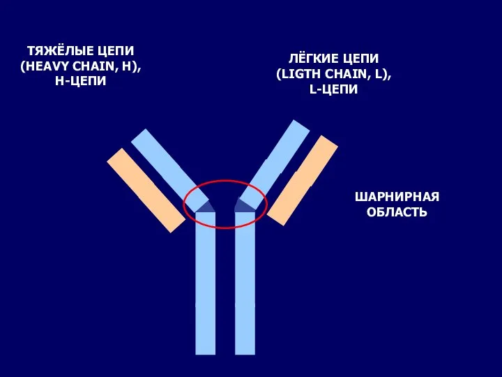 ТЯЖЁЛЫЕ ЦЕПИ (HEAVY CHAIN, H), H-ЦЕПИ ЛЁГКИЕ ЦЕПИ (LIGTH CHAIN, L), L-ЦЕПИ ШАРНИРНАЯ ОБЛАСТЬ