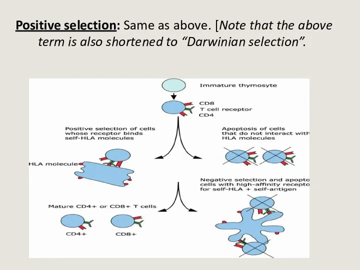 Positive selection: Same as above. [Note that the above term is also shortened to “Darwinian selection”.