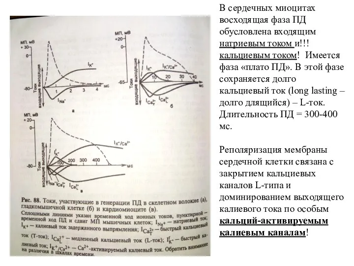 В сердечных миоцитах восходящая фаза ПД обусловлена входящим натриевым током и!!! кальциевым