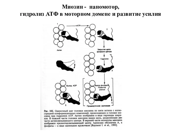 Миозин - наномотор, гидролиз АТФ в моторном домене и развитие усилия