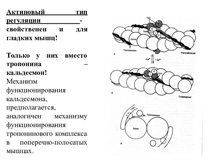 Актиновый тип регуляции - свойственен и для гладких мышц! Только у них