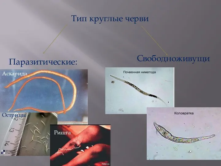 Тип круглые черви Свободноживущие: Паразитические: Аскарида Острицы Ришта