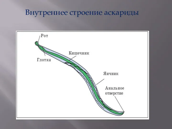 Внутреннее строение аскариды