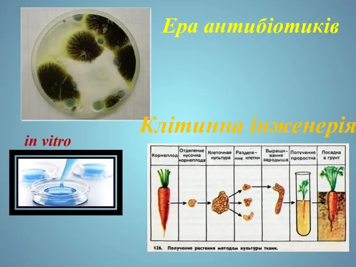 Ера антибіотиків Клітинна інженерія in vitro