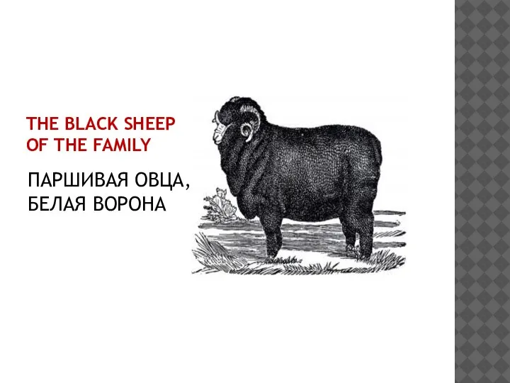 THE BLACK SHEEP OF THE FAMILY ПАРШИВАЯ ОВЦА, БЕЛАЯ ВОРОНА