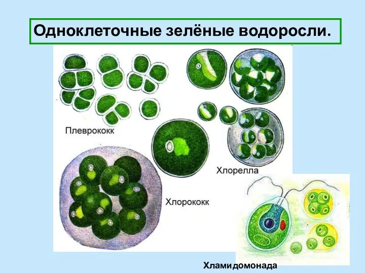 Одноклеточные зелёные водоросли. Хламидомонада