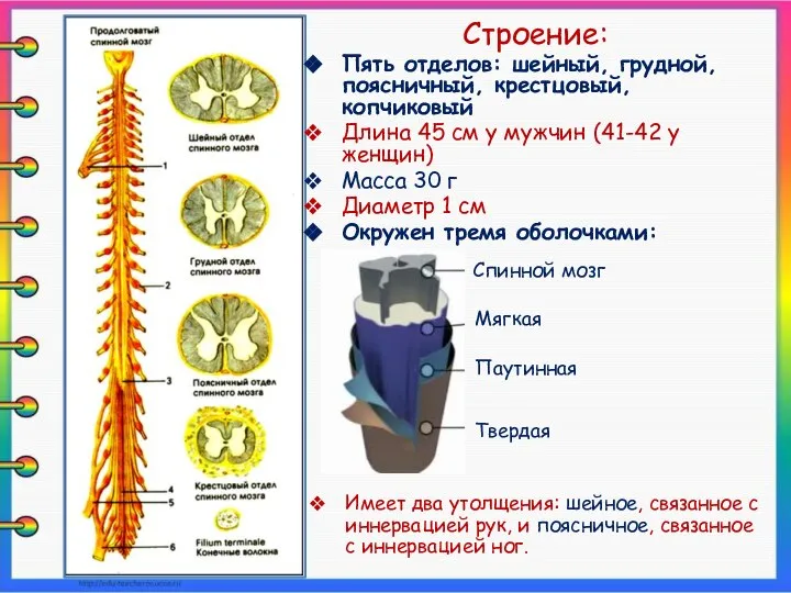 Строение: Пять отделов: шейный, грудной, поясничный, крестцовый, копчиковый Длина 45 см у