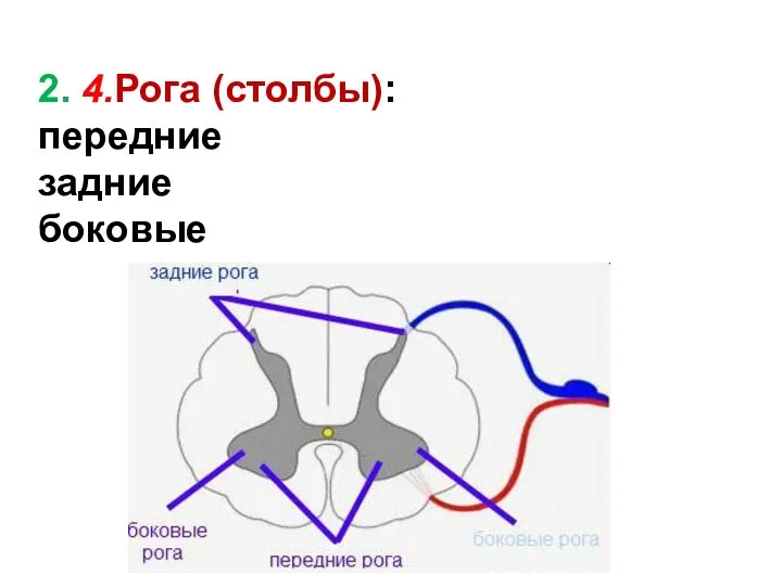 2. 4.Рога (столбы): передние задние боковые