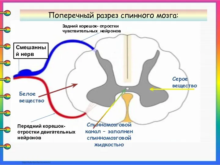 Спинномозговой канал – заполнен спинномозговой жидкостью Серое вещество Белое вещество Поперечный разрез