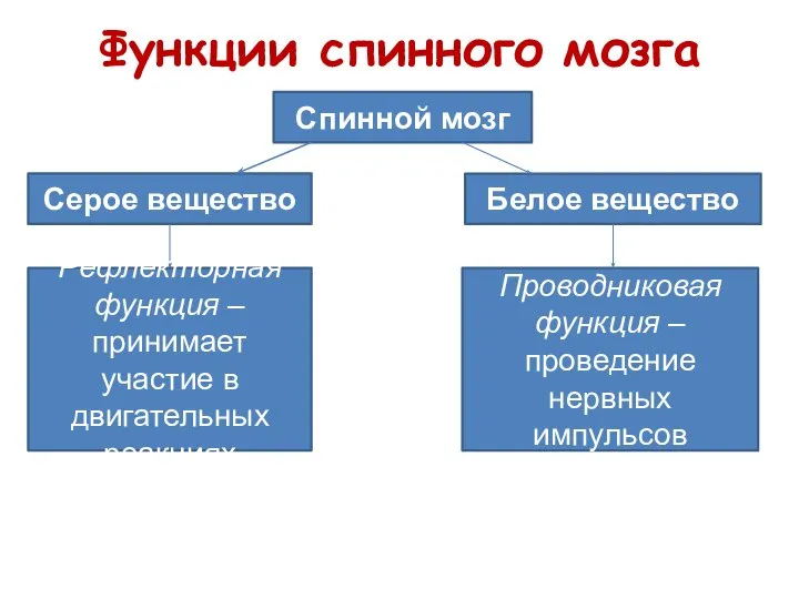 Функции спинного мозга Спинной мозг Серое вещество Белое вещество Рефлекторная функция –