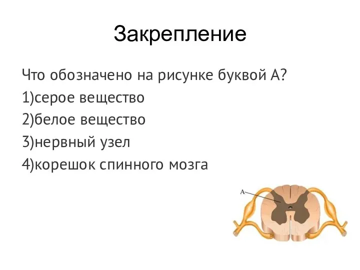 Закрепление Что обозначено на рисунке буквой А? 1)серое вещество 2)белое вещество 3)нервный узел 4)корешок спинного мозга