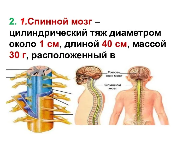 2. 1.Спинной мозг – цилиндрический тяж диаметром около 1 см, длиной 40