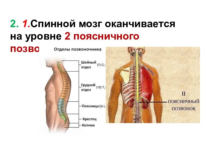 2. 1.Спинной мозг оканчивается на уровне 2 поясничного позвонка