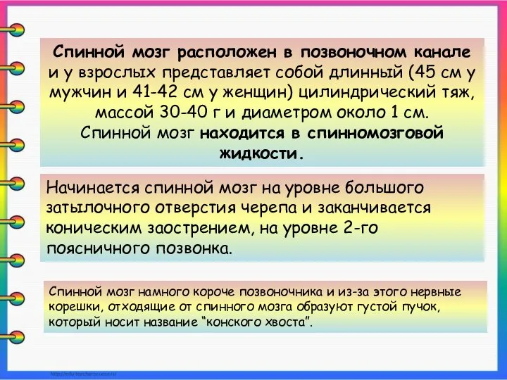 Спинной мозг расположен в позвоночном канале и у взрослых представляет собой длинный