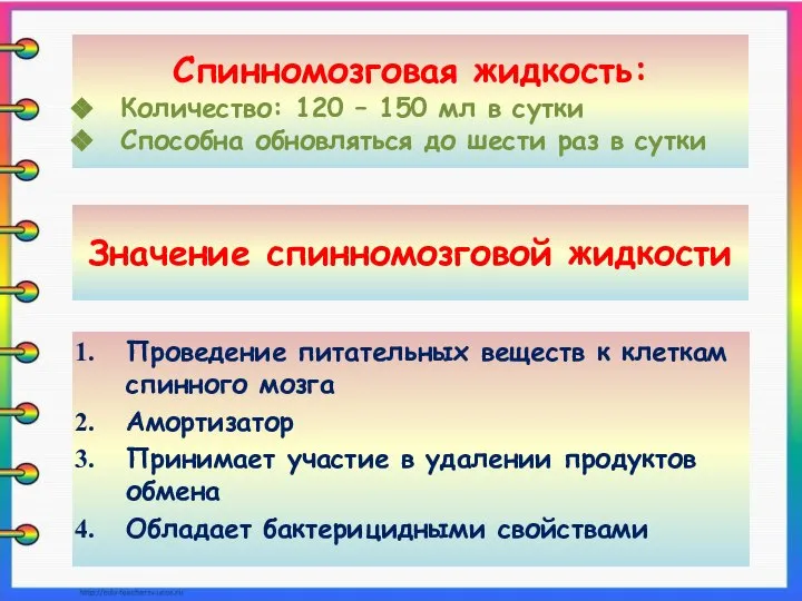 Значение спинномозговой жидкости Проведение питательных веществ к клеткам спинного мозга Амортизатор Принимает