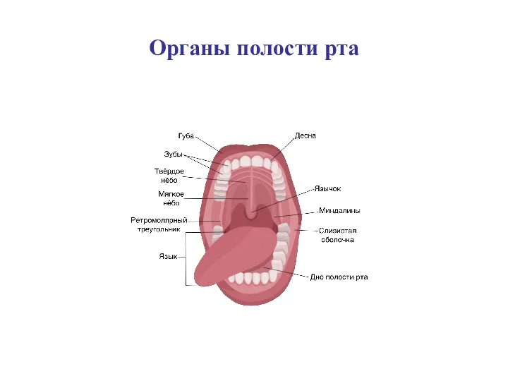 Органы полости рта