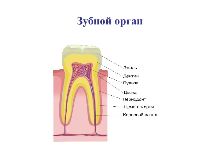 Зубной орган
