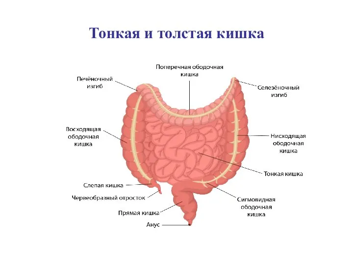 Тонкая и толстая кишка