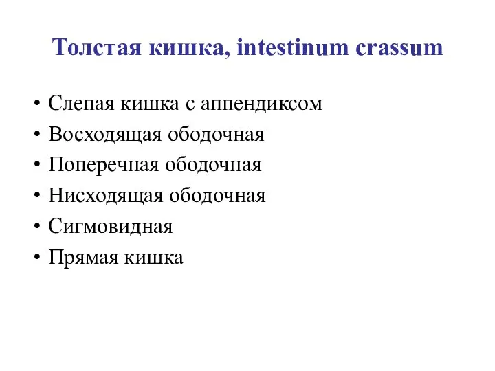 Толстая кишка, intestinum crassum Слепая кишка с аппендиксом Восходящая ободочная Поперечная ободочная