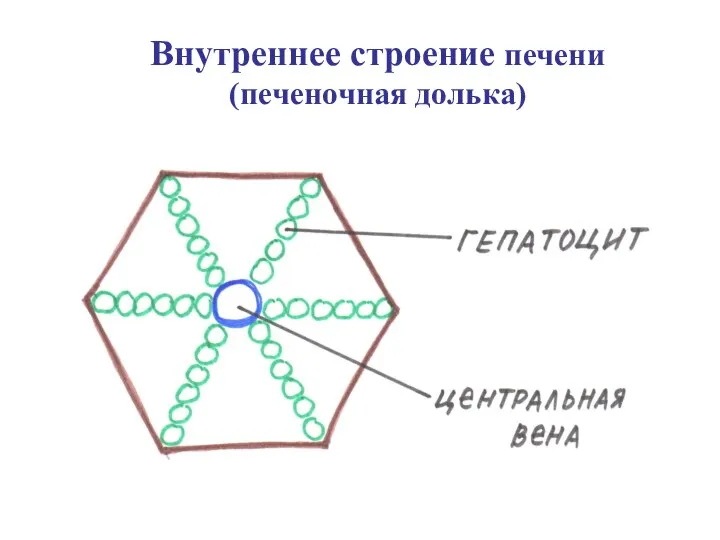 Внутреннее строение печени (печеночная долька)