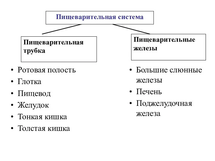 Ротовая полость Глотка Пищевод Желудок Тонкая кишка Толстая кишка Большие слюнные железы Печень Поджелудочная железа