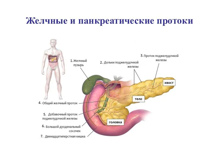 Желчные и панкреатические протоки