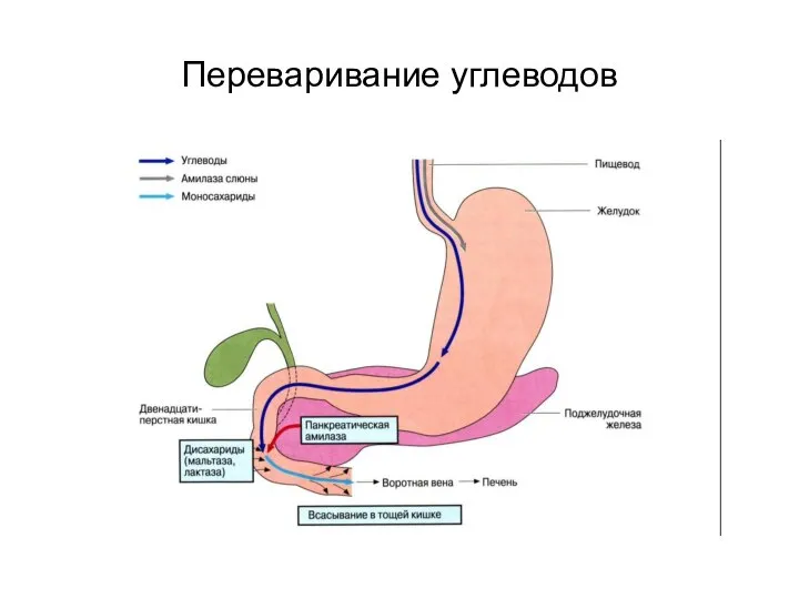 Переваривание углеводов