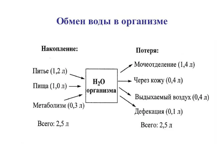 Обмен воды в организме