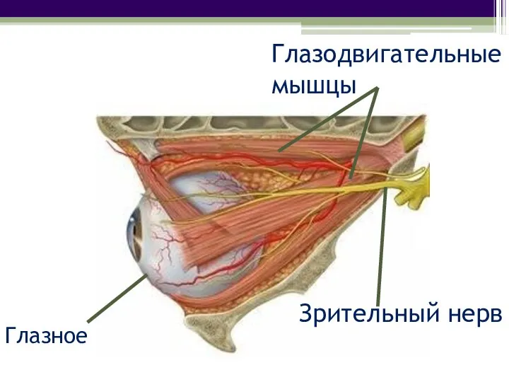 Глазное яблоко Глазодвигательные мышцы Зрительный нерв