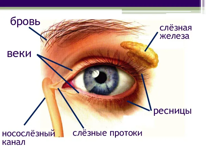 бровь ресницы слёзная железа слёзные протоки носослёзный канал веки