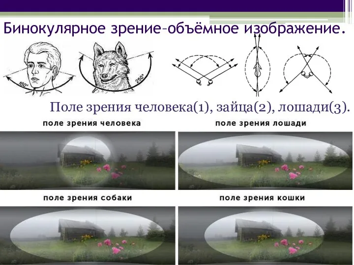 Поле зрения человека(1), зайца(2), лошади(3). Бинокулярное зрение–объёмное изображение.