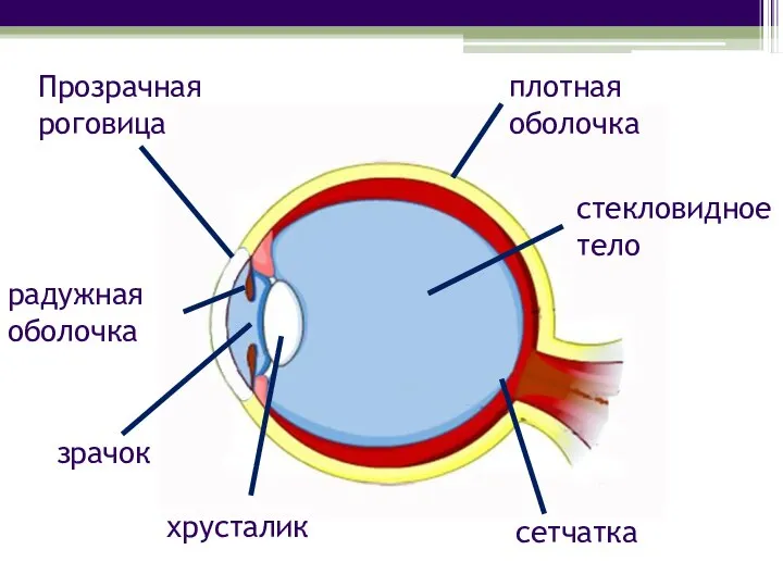 плотная оболочка сетчатка Прозрачная роговица радужная оболочка стекловидное тело зрачок хрусталик