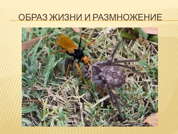 ОБРАЗ ЖИЗНИ И РАЗМНОЖЕНИЕ