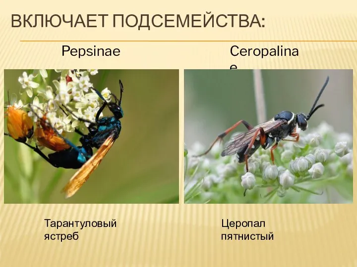 ВКЛЮЧАЕТ ПОДСЕМЕЙСТВА: Pepsinae Ceropalinae Церопал пятнистый Тарантуловый ястреб