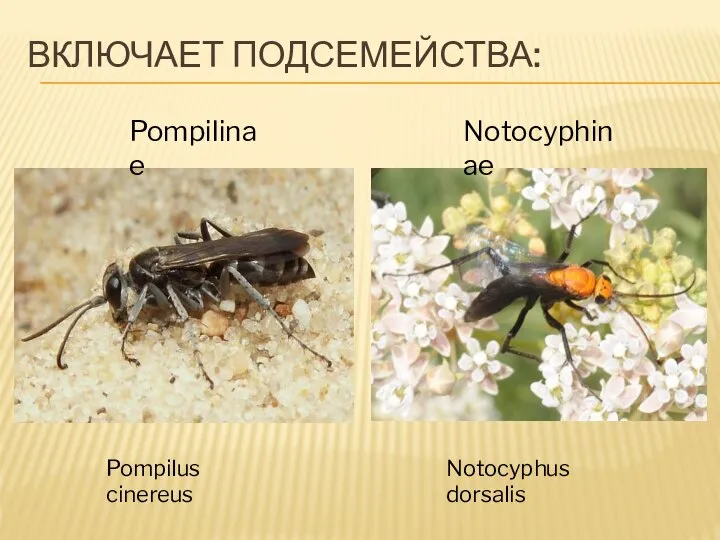 ВКЛЮЧАЕТ ПОДСЕМЕЙСТВА: Pompilus cinereus Notocyphus dorsalis Notocyphinae Pompilinae
