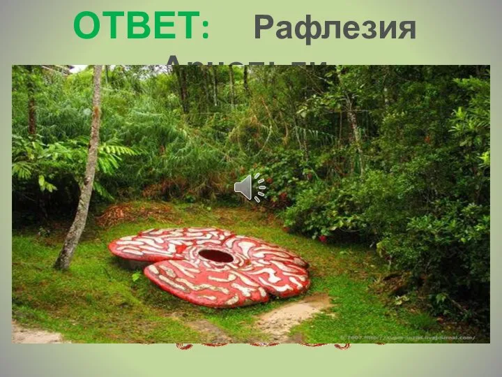 ОТВЕТ: Рафлезия Арнольди