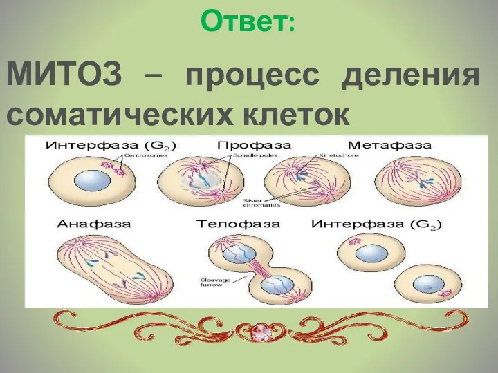 Ответ: МИТОЗ – процесс деления соматических клеток