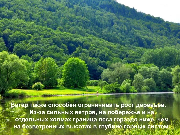 Ветер также способен ограничивать рост деревьев. Из-за сильных ветров, на побережье и