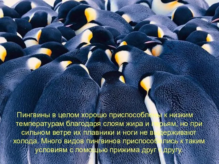 Пингвины в целом хорошо приспособлены к низким температурам благодаря слоям жира и