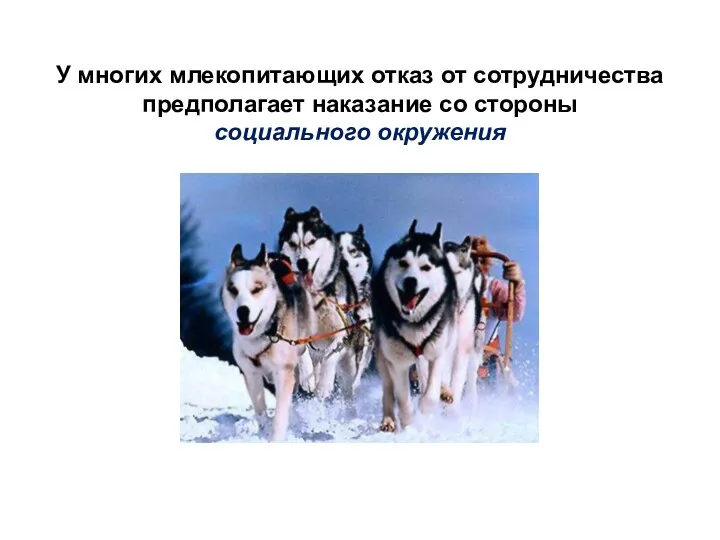 У многих млекопитающих отказ от сотрудничества предполагает наказание со стороны социального окружения