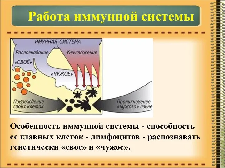 Работа иммунной системы Особенность иммунной системы - способность ее главных клеток -