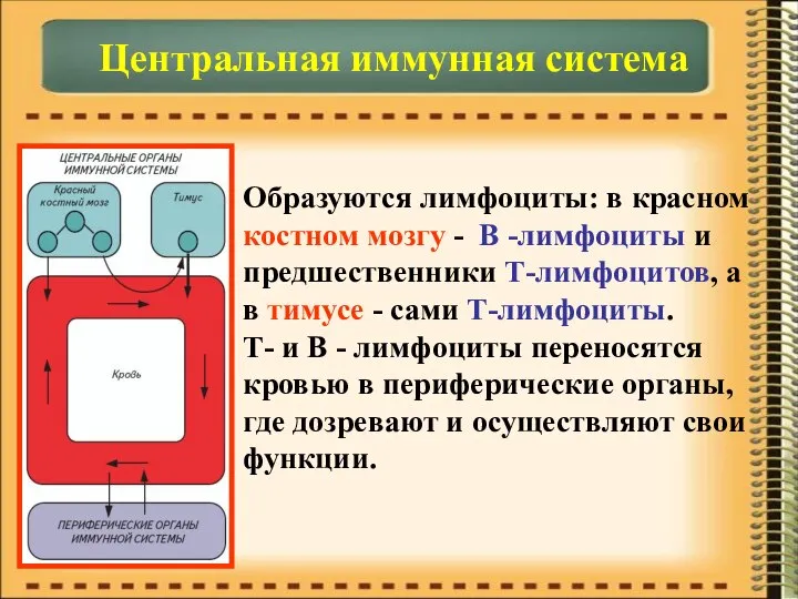 Центральная иммунная система Образуются лимфоциты: в красном костном мозгу - В -лимфоциты