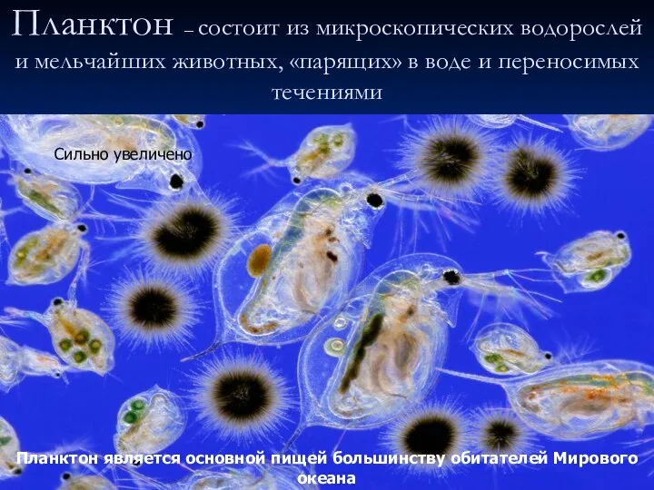 Планктон – состоит из микроскопических водорослей и мельчайших животных, «парящих» в воде