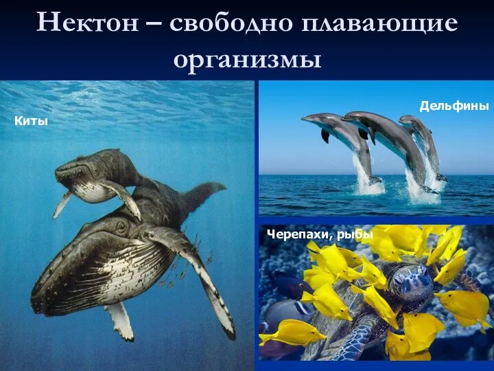 Нектон – свободно плавающие организмы Киты Дельфины Черепахи, рыбы