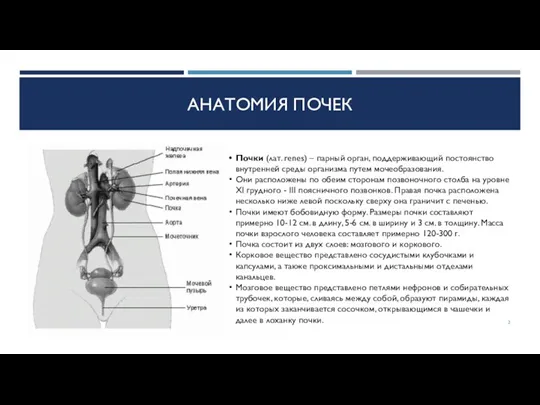 АНАТОМИЯ ПОЧЕК Почки (лат. renes) – парный орган, поддерживающий постоянство внутренней среды