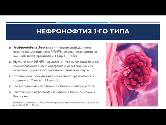 НЕФРОНОФТИЗ 3‑ГО ТИПА Нефронофтиз 3‑го типа — ювенильный, для него характерна мутация